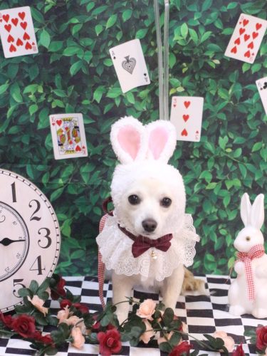 20250424めるちゃん